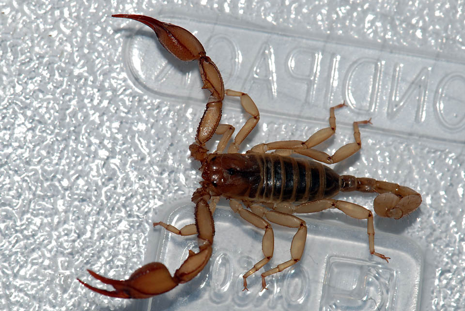 Euscorpius aquilejensis